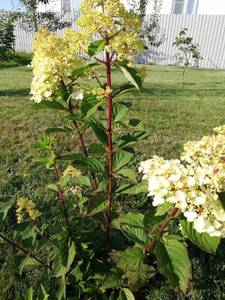 Самарская Лидия листья.jpg