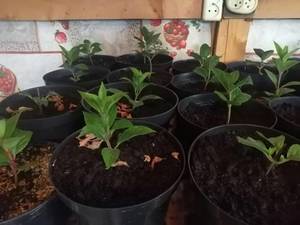 WhatsApp Image 2021-07-04 at 16.39.28 (1).jpeg