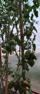20210713_204741.thumb.jpg.5616f654caaee8ba2a96ed25877840e6.jpg