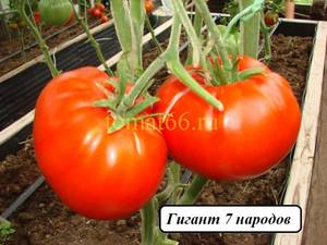2084233891_7(3).thumb.JPG.25970fd315f3455fe8ab381c4099fac1.JPG