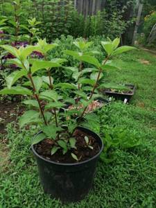 WhatsApp Image 2021-07-04 at 16.39.27.jpeg