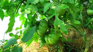 48161111_IMG_24781.thumb.JPG.97ee500a0ff68ed4ea957107edcb2d6f.JPG