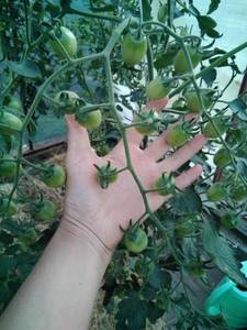 IMG_20210712_221146_419.jpg