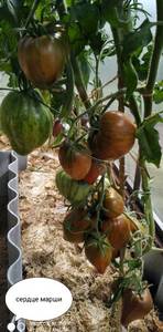 IMG_20210712_235329.thumb.jpg.07eabb388833a4fef76c3c950a68aed8.jpg