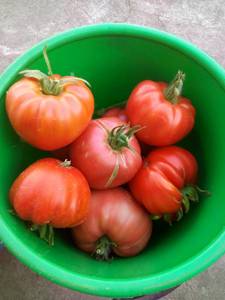 IMG_20210718_105020.jpg
