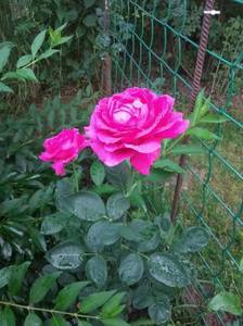 IMG_20210718_201601.thumb.jpg.ba8d913c229a3cc21125500dff5cfc7d.jpg