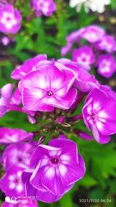IMG_20210720_062427.jpg