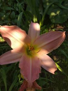 IMG_20210722_092419.thumb.jpg.65f9bb75e3ba461dd9739f2b23aad73c.jpg