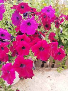 IMG_20210722_193249.jpg