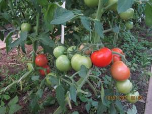 IMG_6314.thumb.JPG.714c2a394691b4ec2bf357c54ecd51e9.JPG