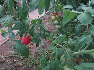 IMG_6323.thumb.JPG.746eca5c71240b81d9505ef50149d3e4.JPG