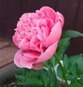 P_20210629_141819_vHDR_Auto_1.jpg