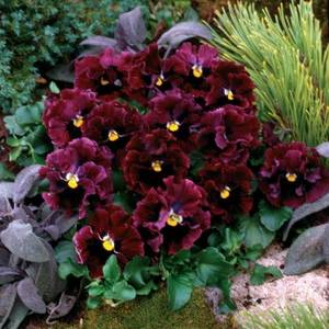 Pensee-a-fleurs-ondulees-Frizzle-Burgundy-Mini-motte-88711-1.thumb.jpg.dc4eacd9aae1fce7ae51168cde125795.jpg