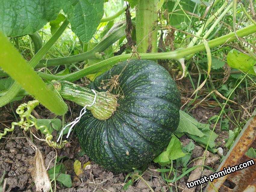 Green Delicious 31/07/2021