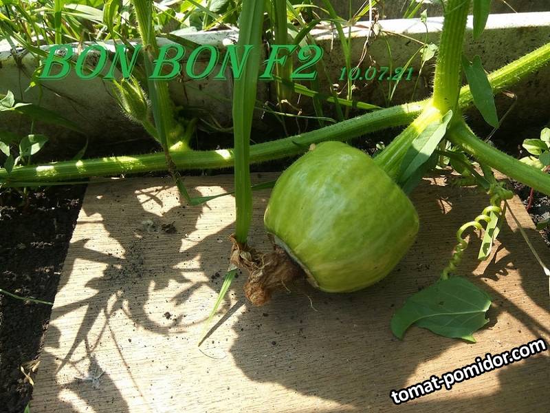 10 июля  Bon Bon F2 -1.jpg