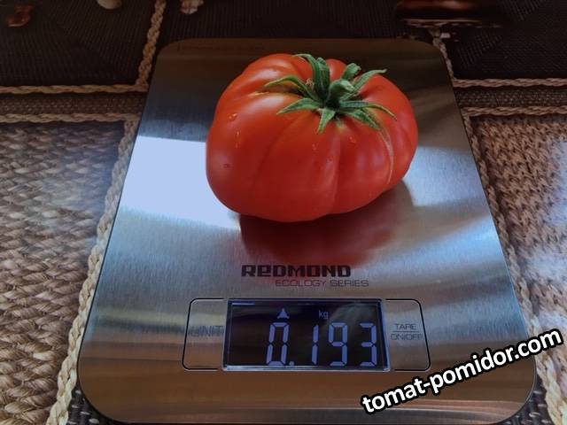 Яблочный Люкко  / 8 июля