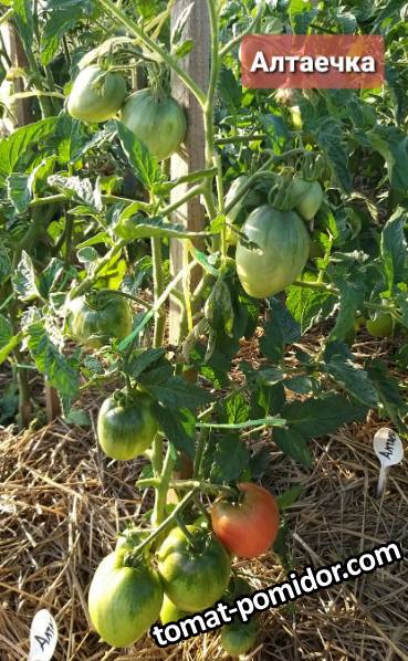 Алтаечка - А — сорта томатов - tomat-pomidor.com - отзывы на форуме