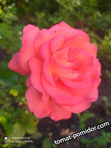 IMG_20210706_174511.jpg