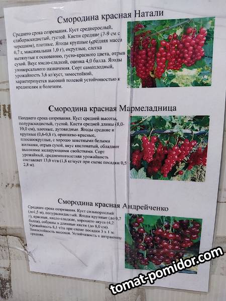Егорьевский красная смородина