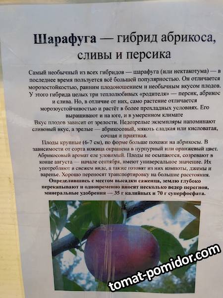 Егорьевский шарафуга