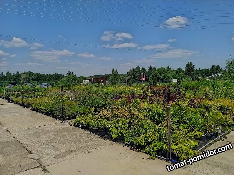 Питомник Никитенко плодовые