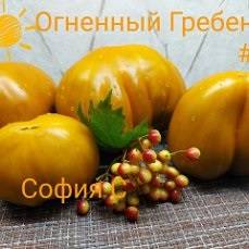 Огненный Гребень О.jpg