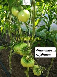 Фиолетовая клубника (1).jpg