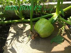 10 июля  Bon Bon F2 -1.jpg