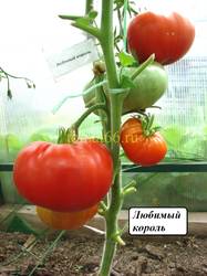 Любимый король (4).JPG
