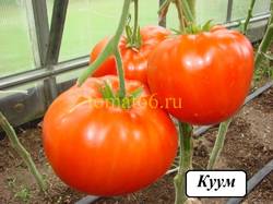 Куум (1).JPG