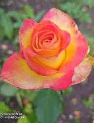 IMG_20210726_220741.jpg