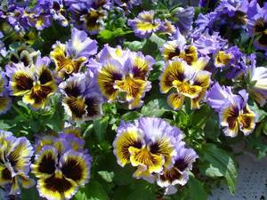 viola_wittr_frizzle_sizzle_yellowblue_swirl1_1.thumb.jpg.6fb62366bf3b95cbdb714298649dcd55.jpg