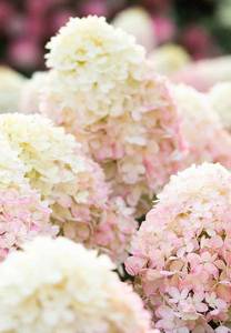 1b6e379b-aac8-4a86-a20a-908b26bd70a5_living-raspberry-pink1.jpg