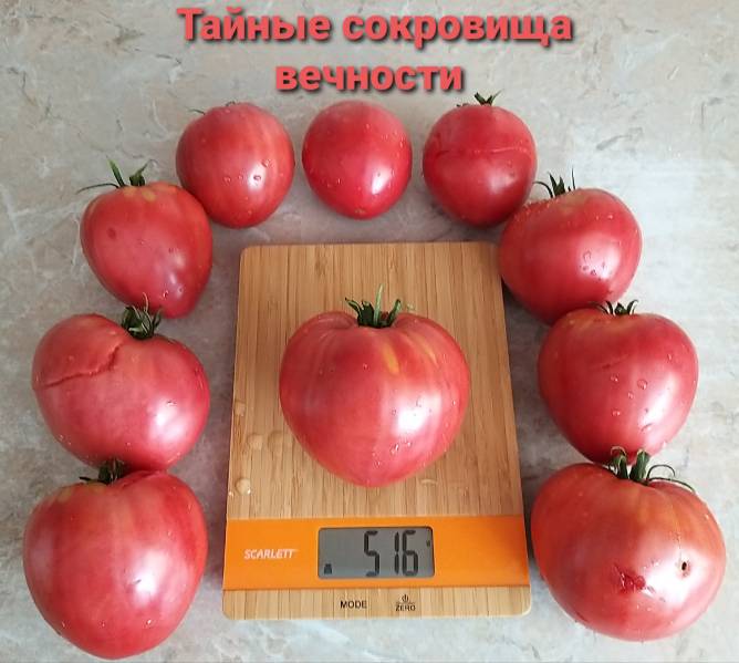 Контент Инн@ - Страница 17 - tomat-pomidor.com