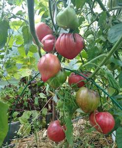 IMG_20210809_110020~2.jpg