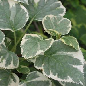 Hydrangea-Silver-Lining-0813003-1.jpg