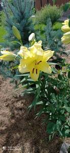 IMG-20210805-WA0014.jpg