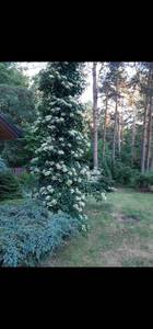IMG-20210806-WA0069.thumb.jpg.de27451f6994e98f9814cd27bed5143f.jpg