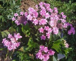 IMG-20210815-WA0016.jpg
