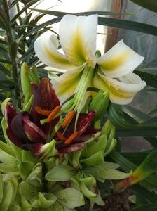 IMG_20210801_061810.jpg