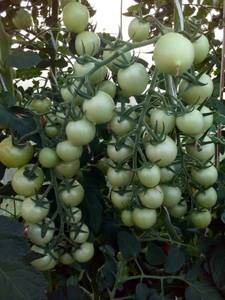 IMG_20210801_194445.jpg