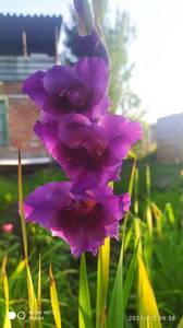 IMG_20210802_065839.jpg