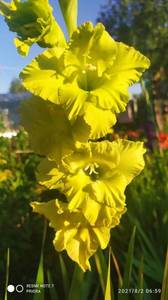 IMG_20210802_065901.jpg