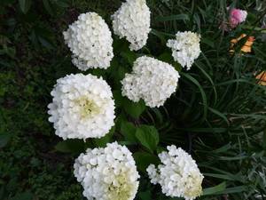 IMG_20210810_190332_1.jpg
