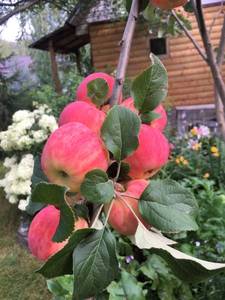 IMG_5425.thumb.JPG.8ae07cea1454aafcec519345101acef7.JPG