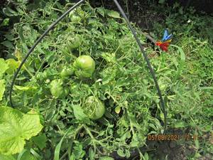 IMG_6390.thumb.JPG.cc7f7c4dde31ea8db6030a6b19599426.JPG