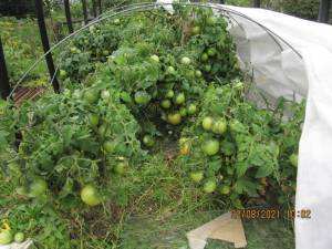 IMG_6443.thumb.JPG.60b68f8f99c3814d55f195d264688b52.JPG