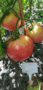 PANO_20210801_112842.jpg