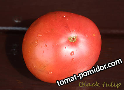 Black tulip .jpg