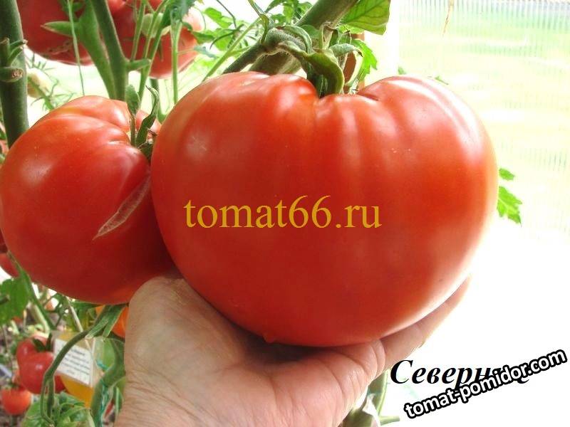Северные (2).JPG
